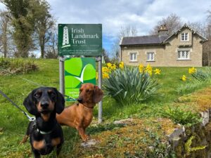 Two sausage dogs in outside Schoolhouse at Annaghmore, daffodils blooming and lovely blue sky