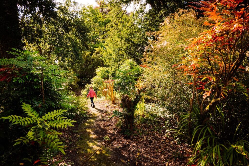 Child walking through woodland at the Bog of Allen