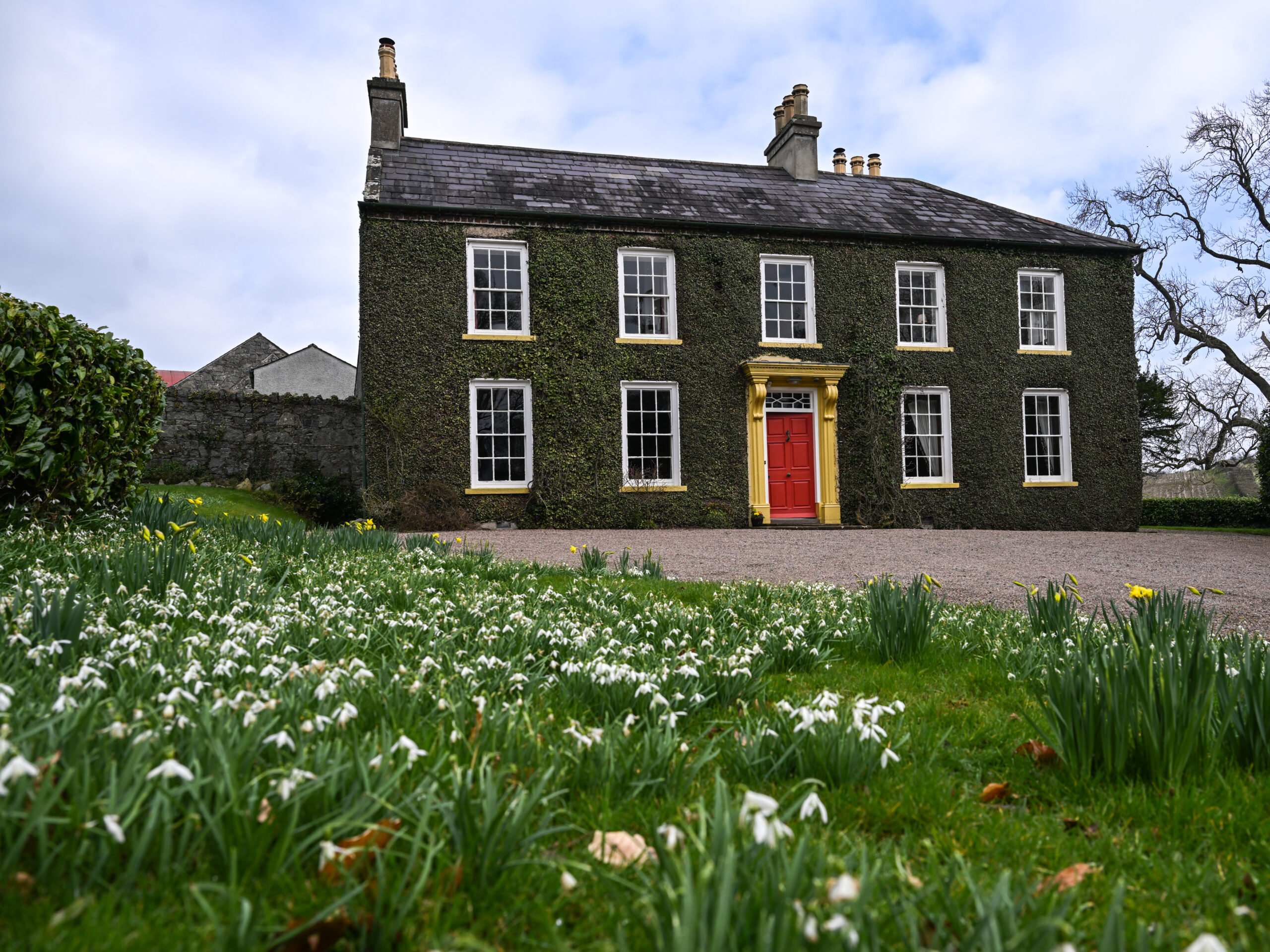 Snowdrops in front of the ivy-covered exterior of Tullymurry House